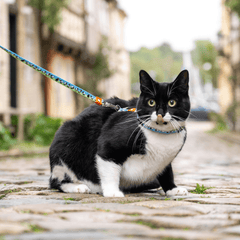 Cat Harness/Leash Set - Black Sheep