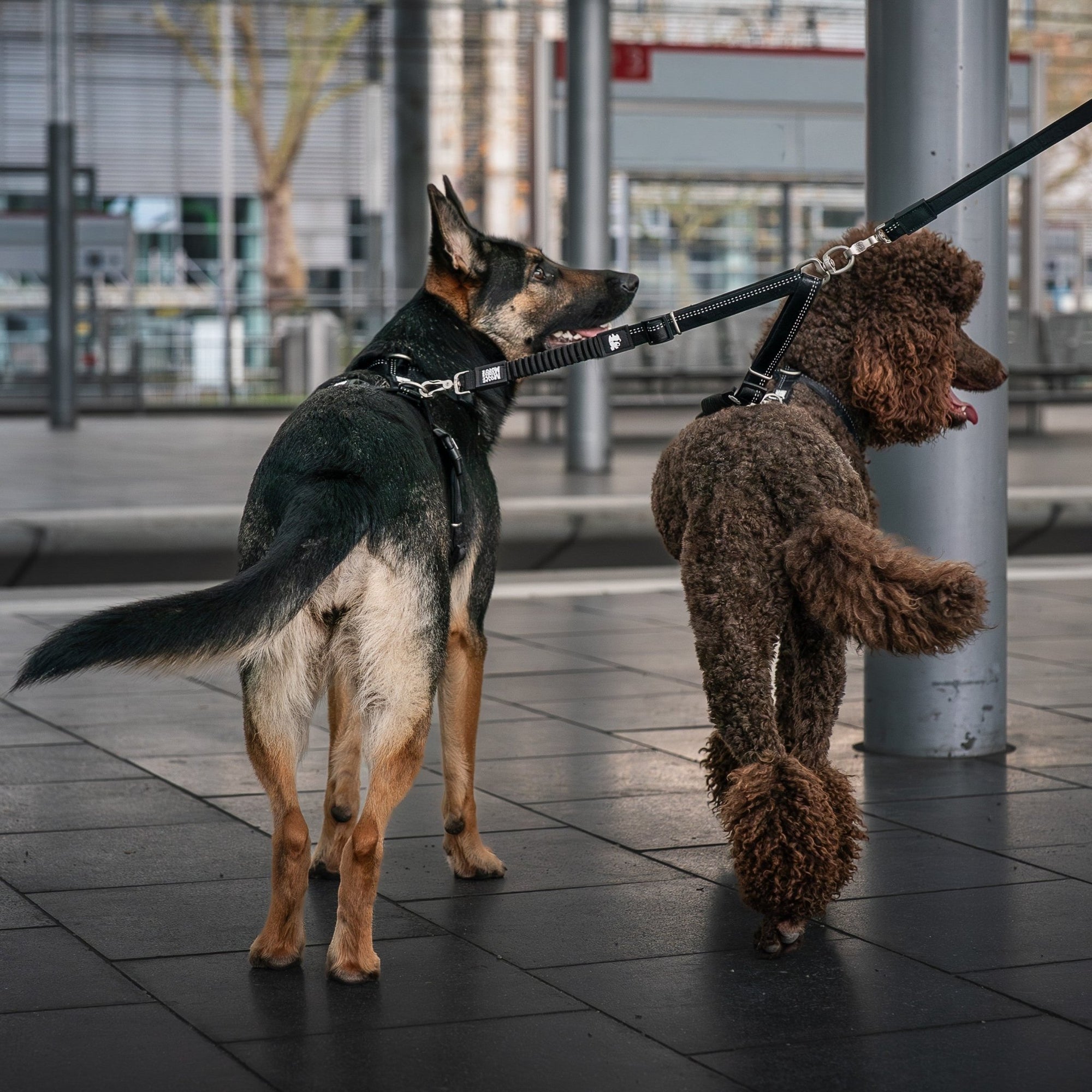 Max & Molly Urban Pets