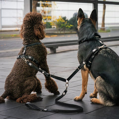Safety Double Leash - Matrix 2.0 Sand
