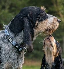 GOTCHA! Smart ID Collar - Garden