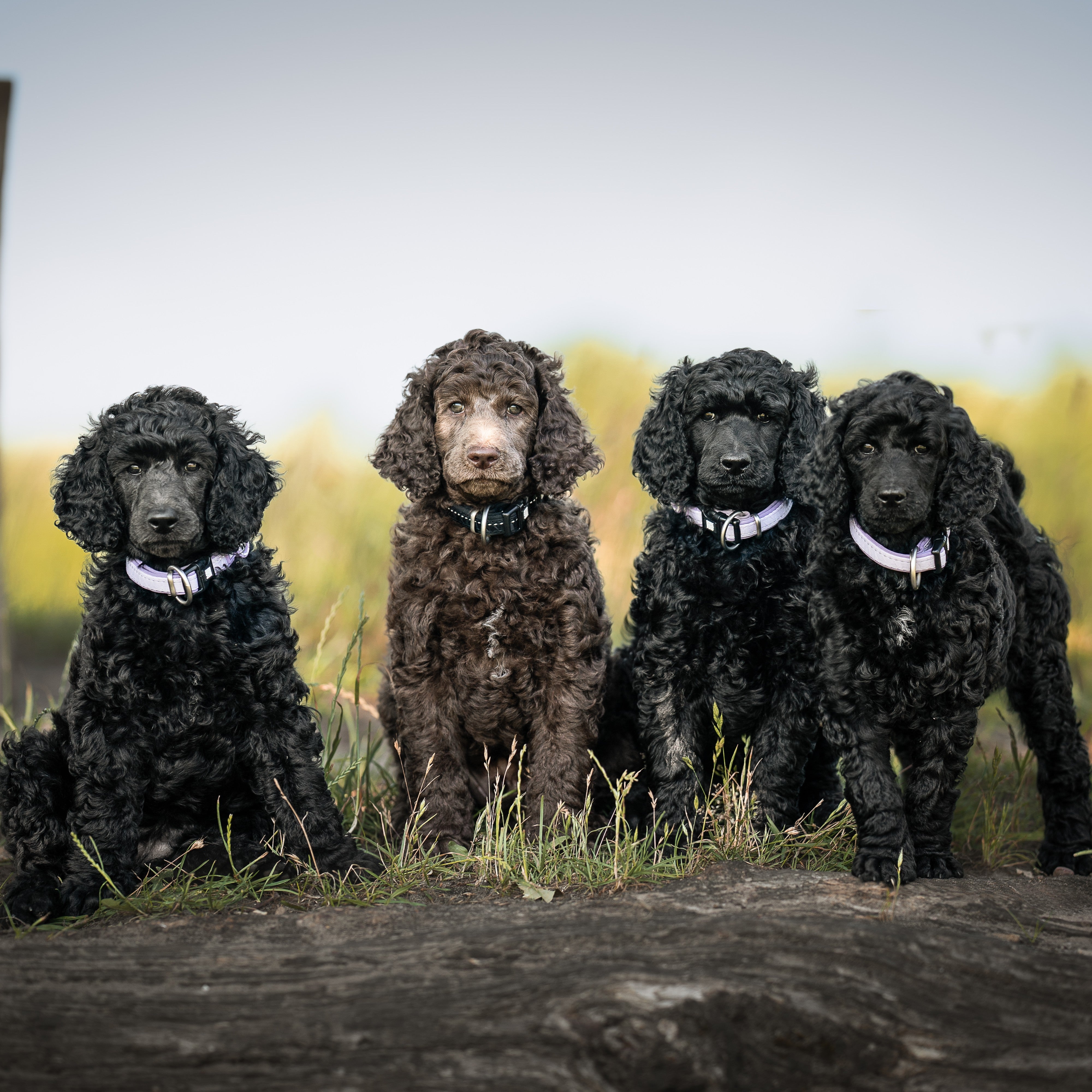 Max & Molly Urban Pets