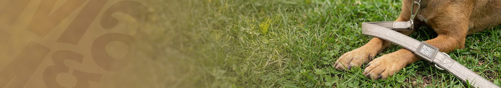 Nahaufnahme der Pfoten eines Hundes mit beiger Max & Molly Matrix Kurzleine auf Gras