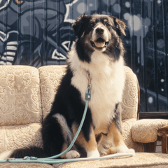 Rope Leash - MATRIX 2.0 Jade