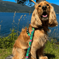 Multifunktionsleine - Tropical