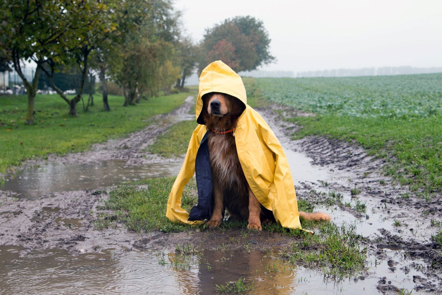 Regenwetter mit deinem Hund