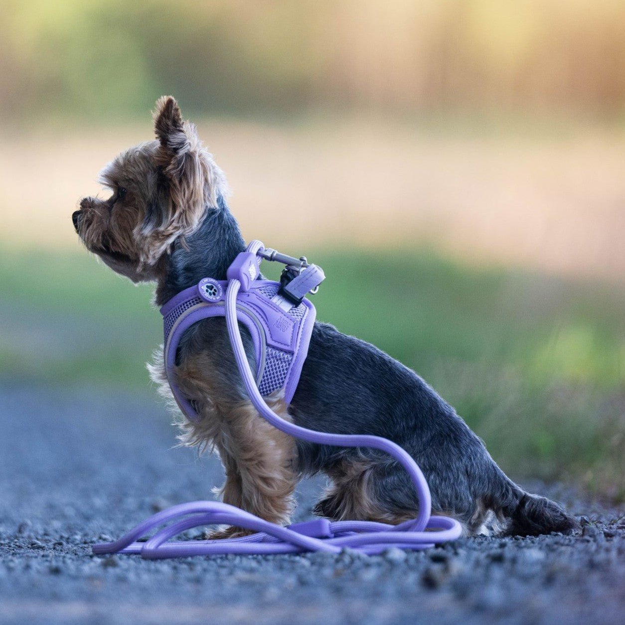 Hundegeschirr oder Halsband? Was passt am besten zu meinem Hund?