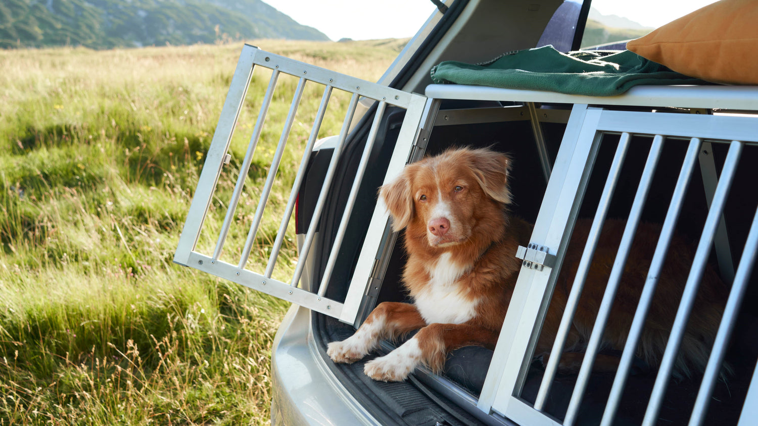 Reisen mit Welpen