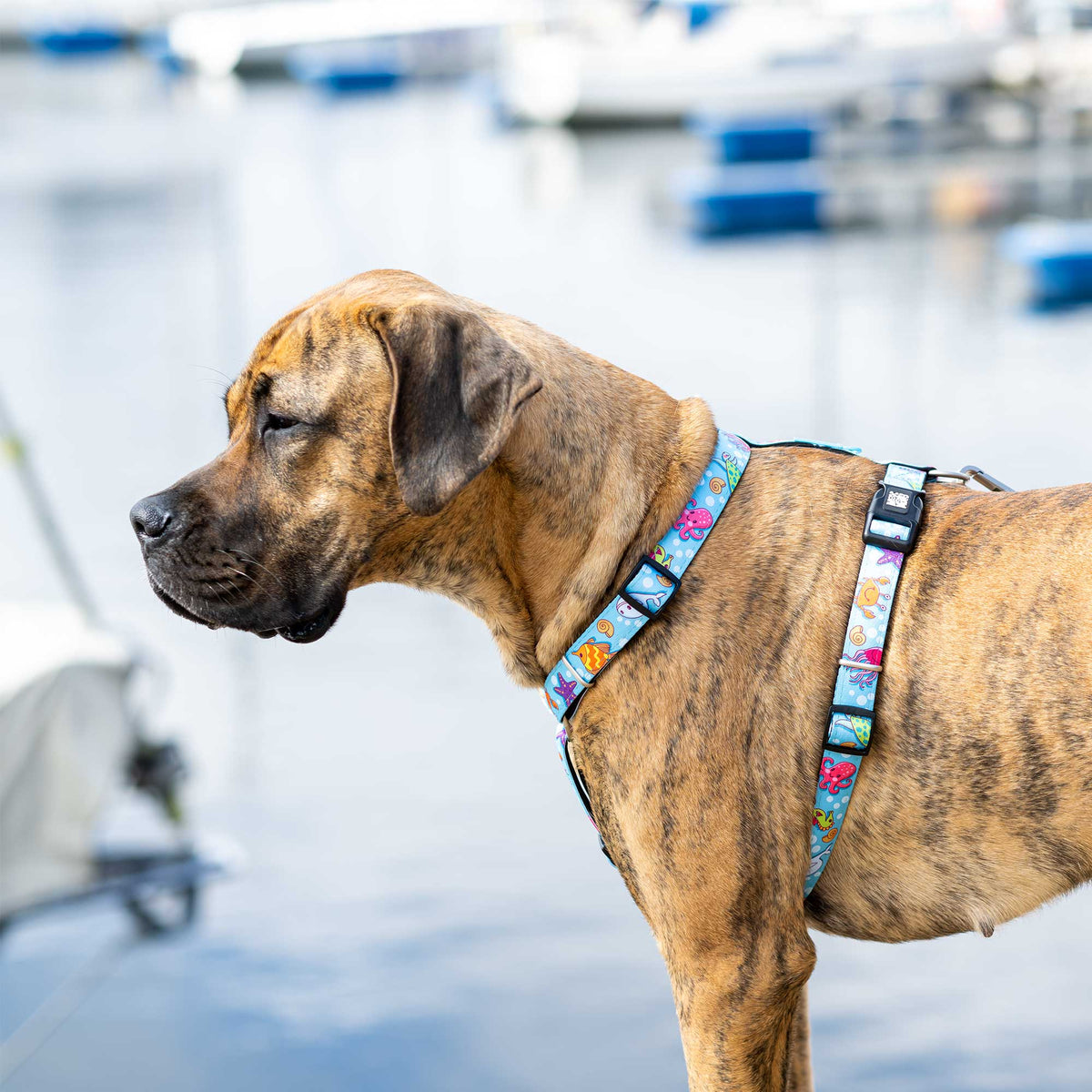 Original Gear - H-Harness