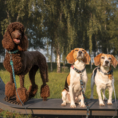 Multi Function Leashes