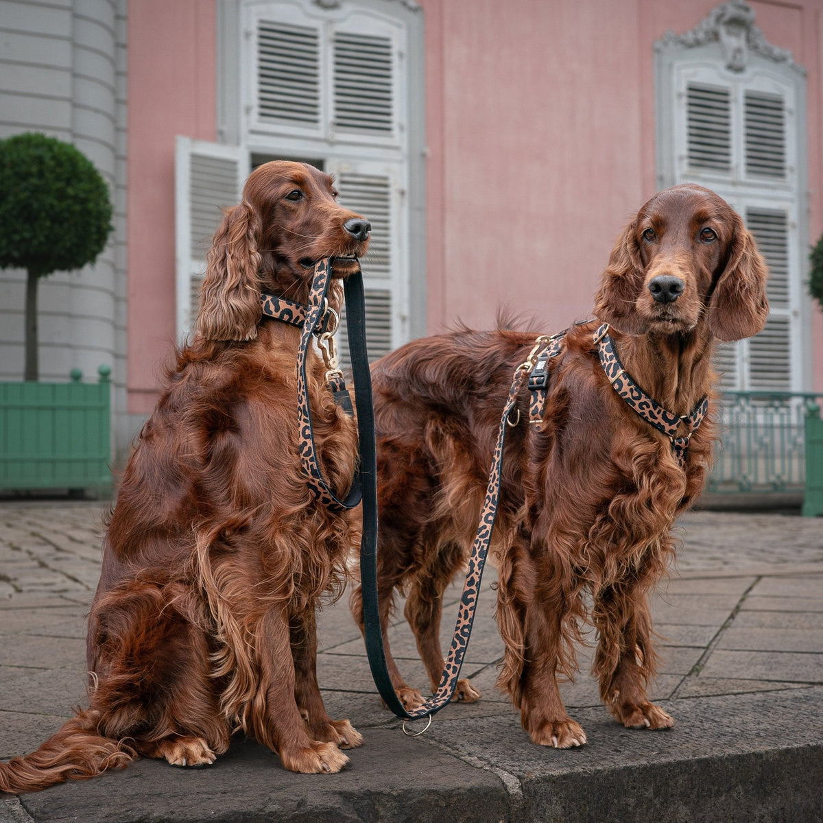 Multifunctional Leash - Passion