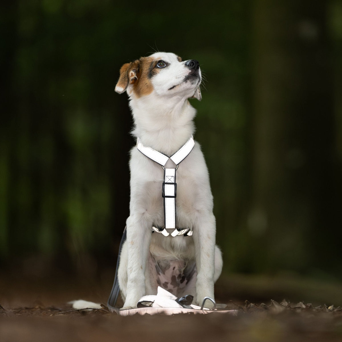 H-Harness - Reflexion
