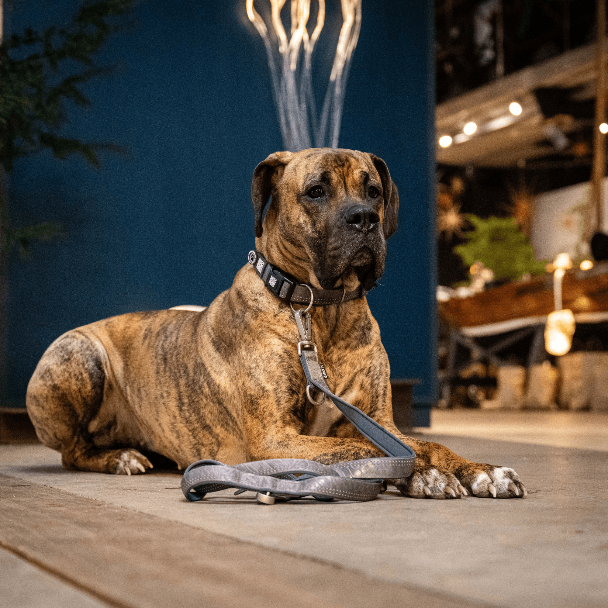 GOTCHA! Smart ID Halsband - Matrix 2.0 Stone