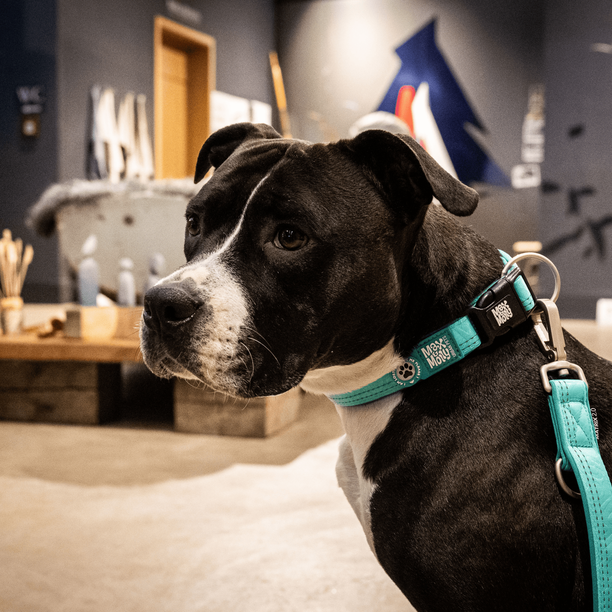 GOTCHA! Smart ID Halsband  - Matrix 2.0 Türkis