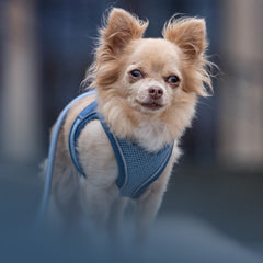 Kleiner Hund mit blauem Air Vest Hundegeschirr von Max & Molly im Freien.