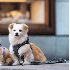 Rope Leash - MATRIX 2.0 Stone