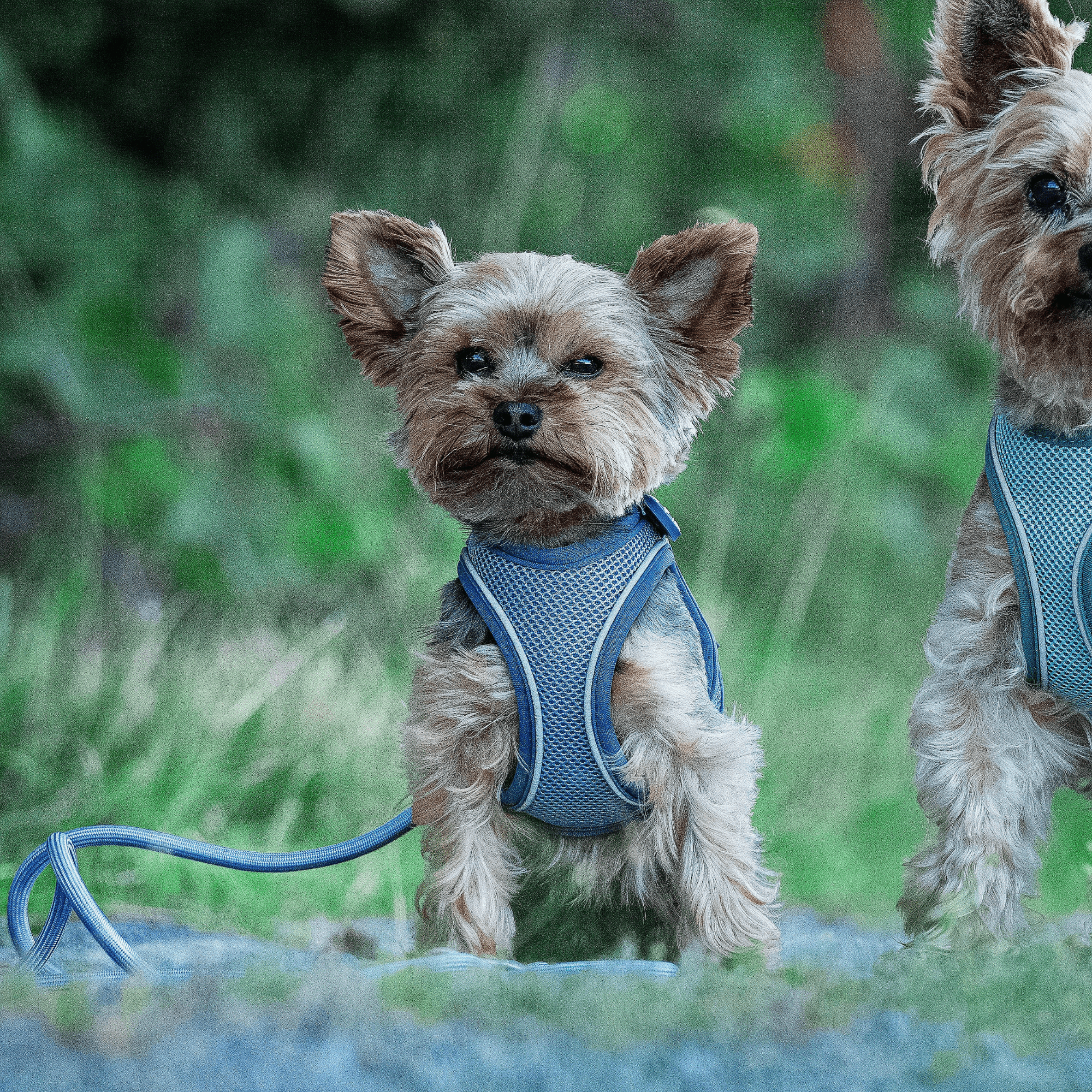 Rope Leash - MATRIX 2.0 Ocean