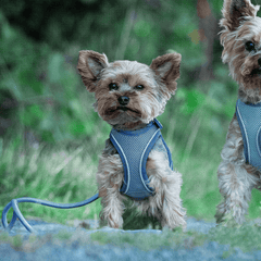 Rope Leash - MATRIX 2.0 Ocean