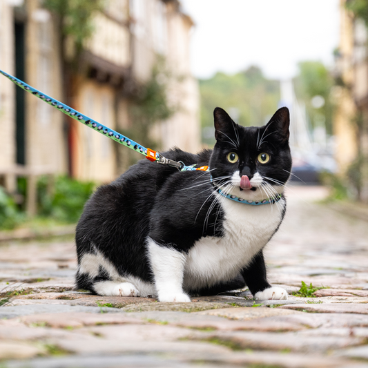 Katzen Geschirr/Leinen Set - Black Sheep