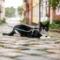 Cat Harness/Leash Set - Black Sheep