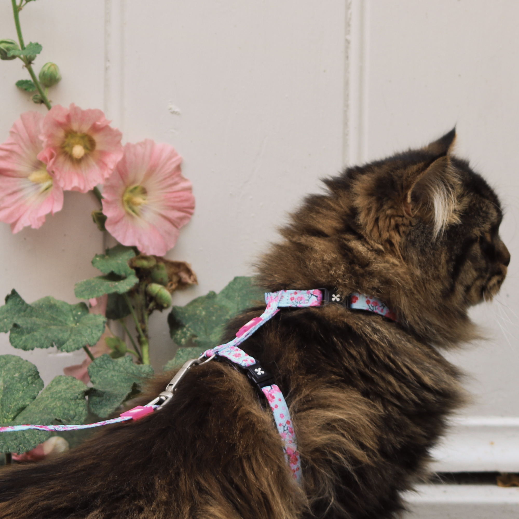 Cat Harness/Leash Set - Cherry Bloom
