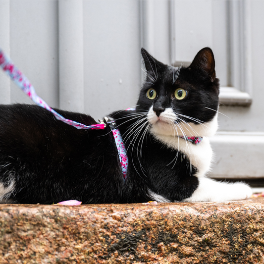 Cat Harness/Leash Set - Cherry Bloom