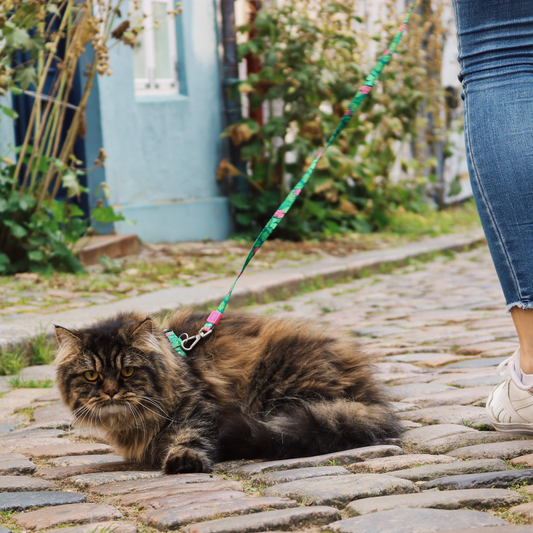 Katzen Geschirr/Leinen Set - Tropical