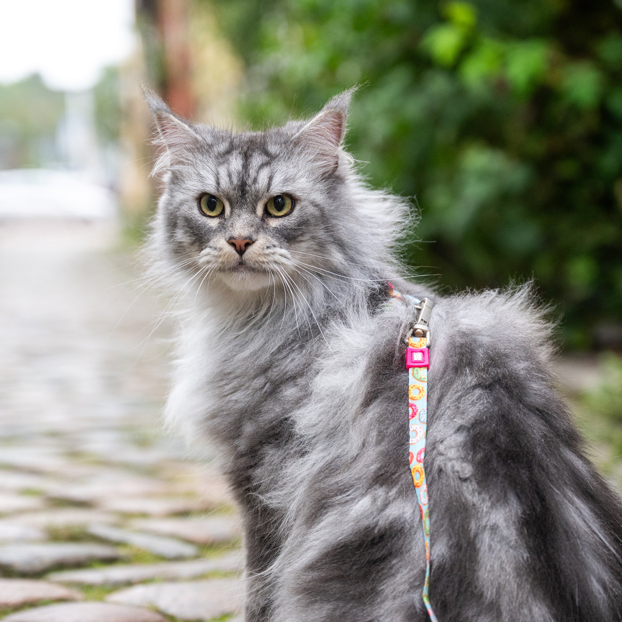 Katzen Geschirr/Leinen Set - Donuts