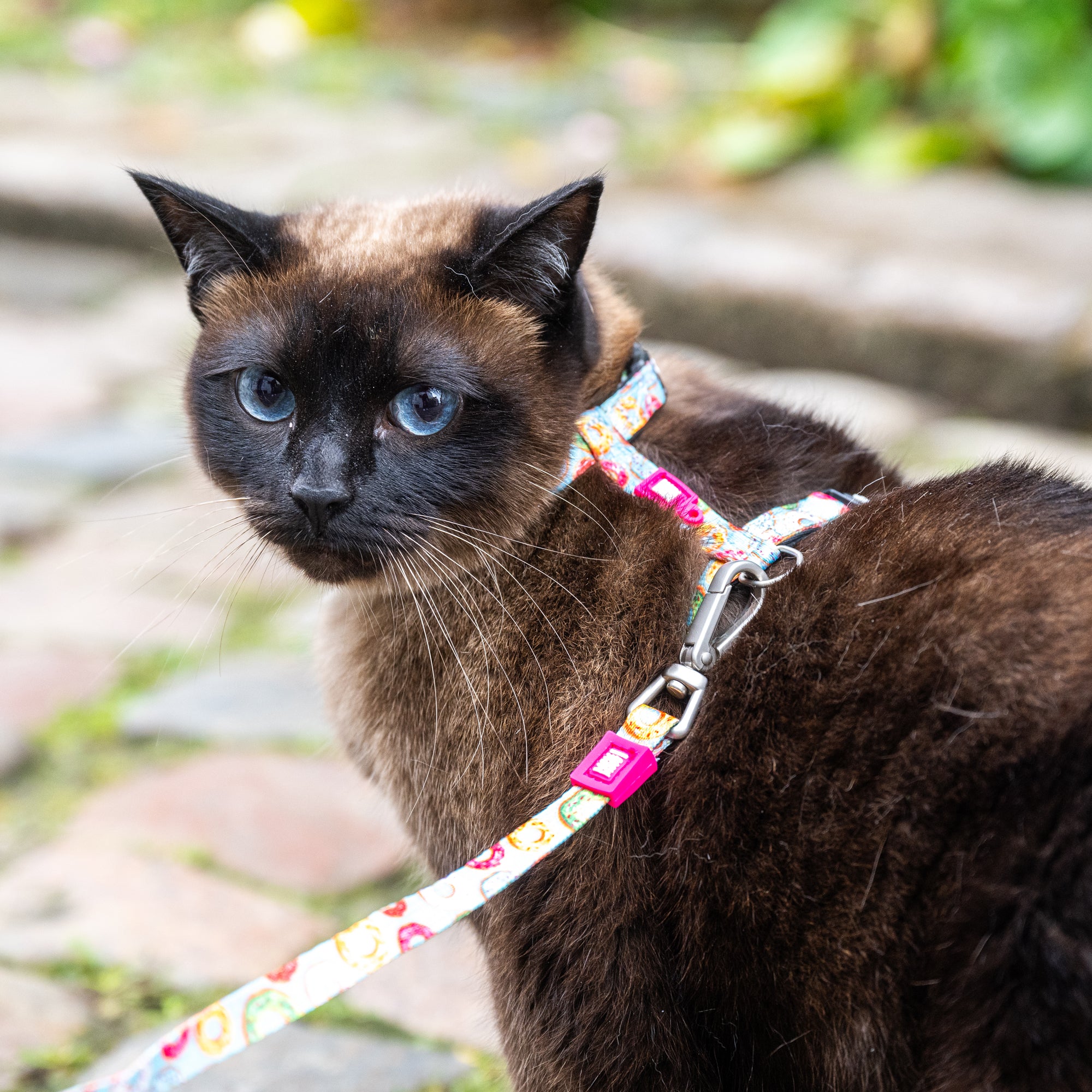 Cat Harness/Leash Set - Donuts