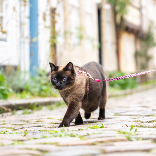 Katzen Geschirr/Leinen Set - Leopard Pink