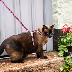 Cat Harness/Leash Set - Leopard Pink