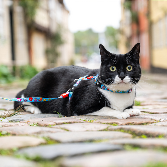 Katzen Geschirr/Leinen Set - Little Monsters