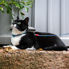 Cat Harness/Leash Set - Little Monsters