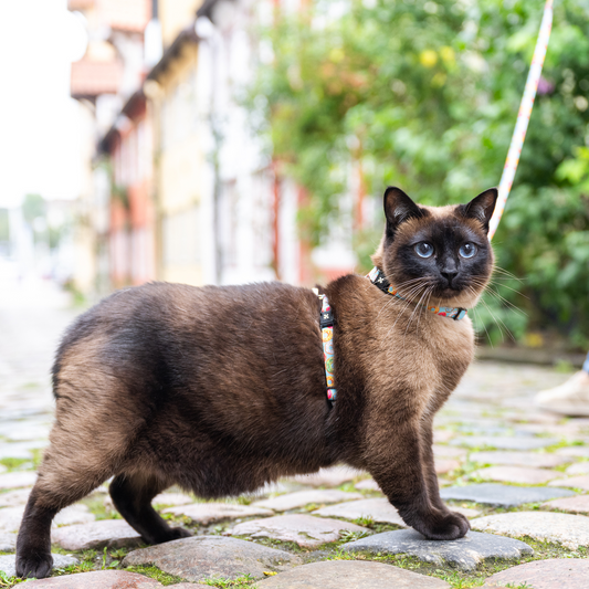 Katzen Geschirr/Leinen Set - Donuts