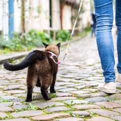 Cat Harness/Leash Set - Donuts