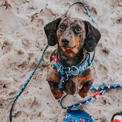 GOTCHA! Smart ID Collar - Frenzy the Shark