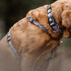 Max & Molly Urban Pets