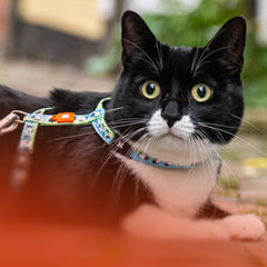 Schwarz-weiße Katze trägt ein Max & Molly Katzengeschirr beim Spaziergang.