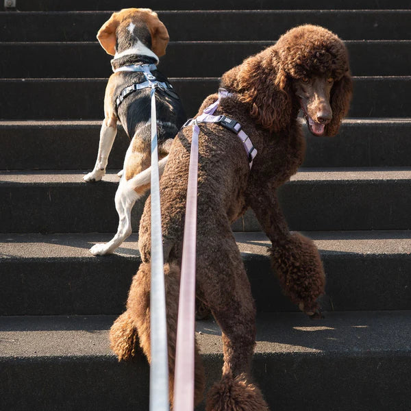 Max & Molly Urban Pets