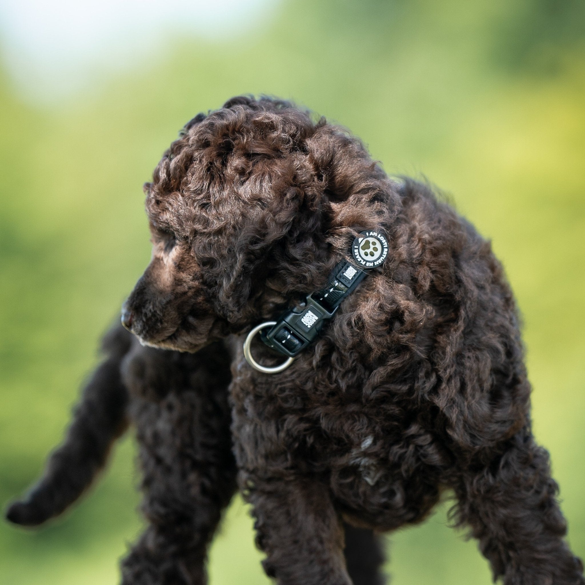 GOTCHA! Smart ID Collar - Matrix 2.0 Black – Max & Molly Urban Pets