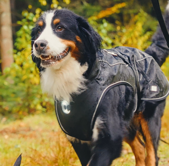 Regenmantel für Hunde - Matrix 2.0 Black