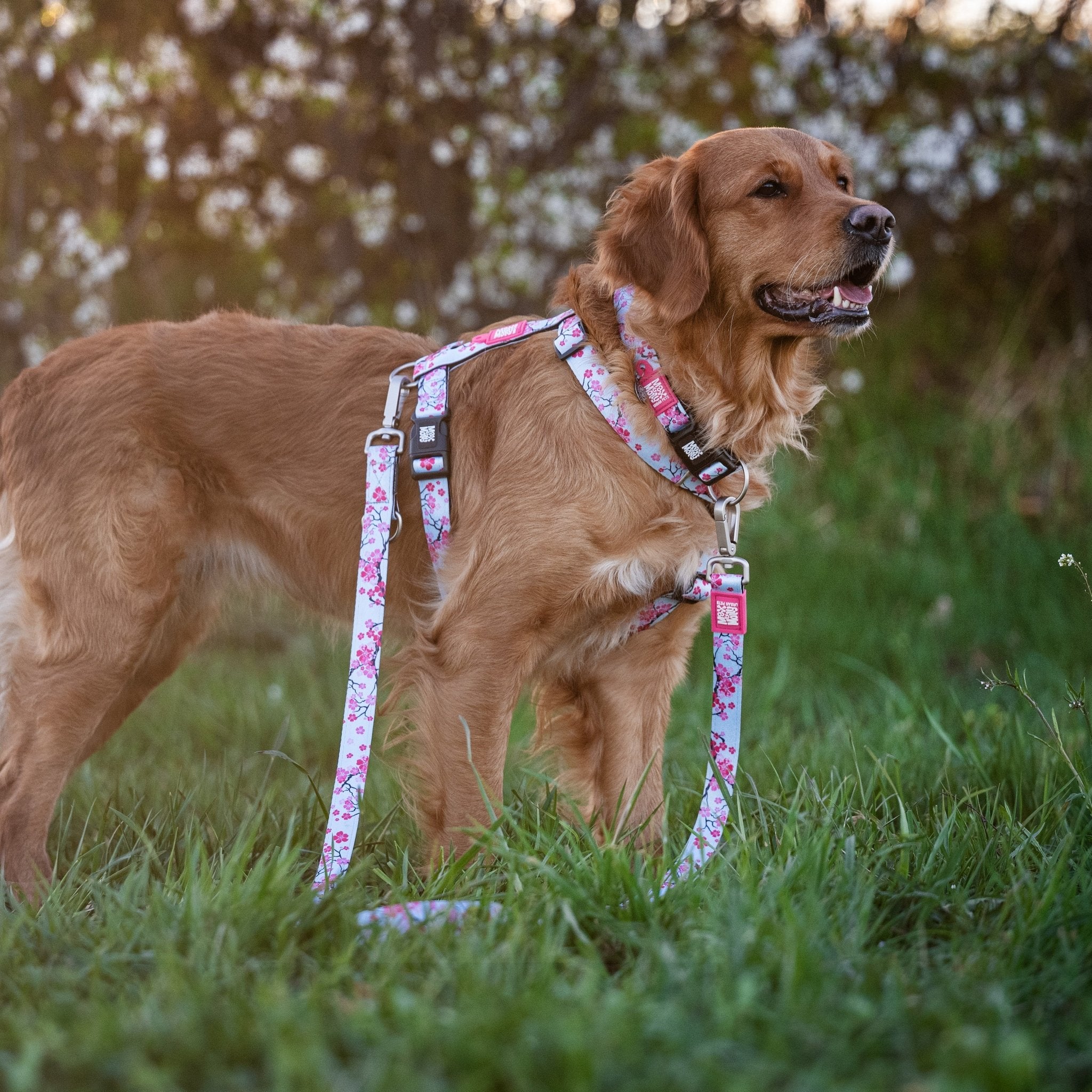 Multi Function Leash - Cherry Bloom