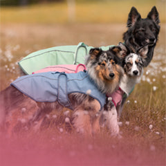 Max & Molly Urban Pets