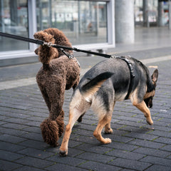 Safety Double Leash - Matrix 2.0 Sand