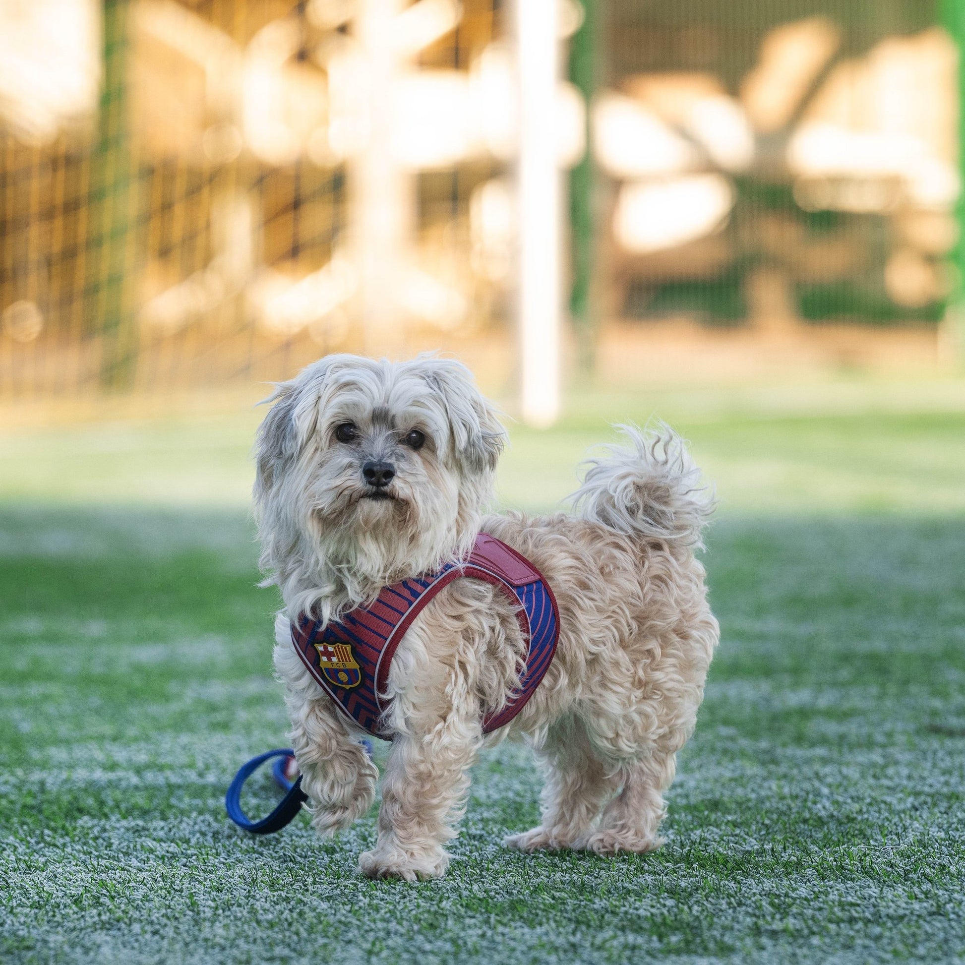 FC Barcelona dog harness with ergonomic design and padded fit – perfect for comfortable walks with your dog.