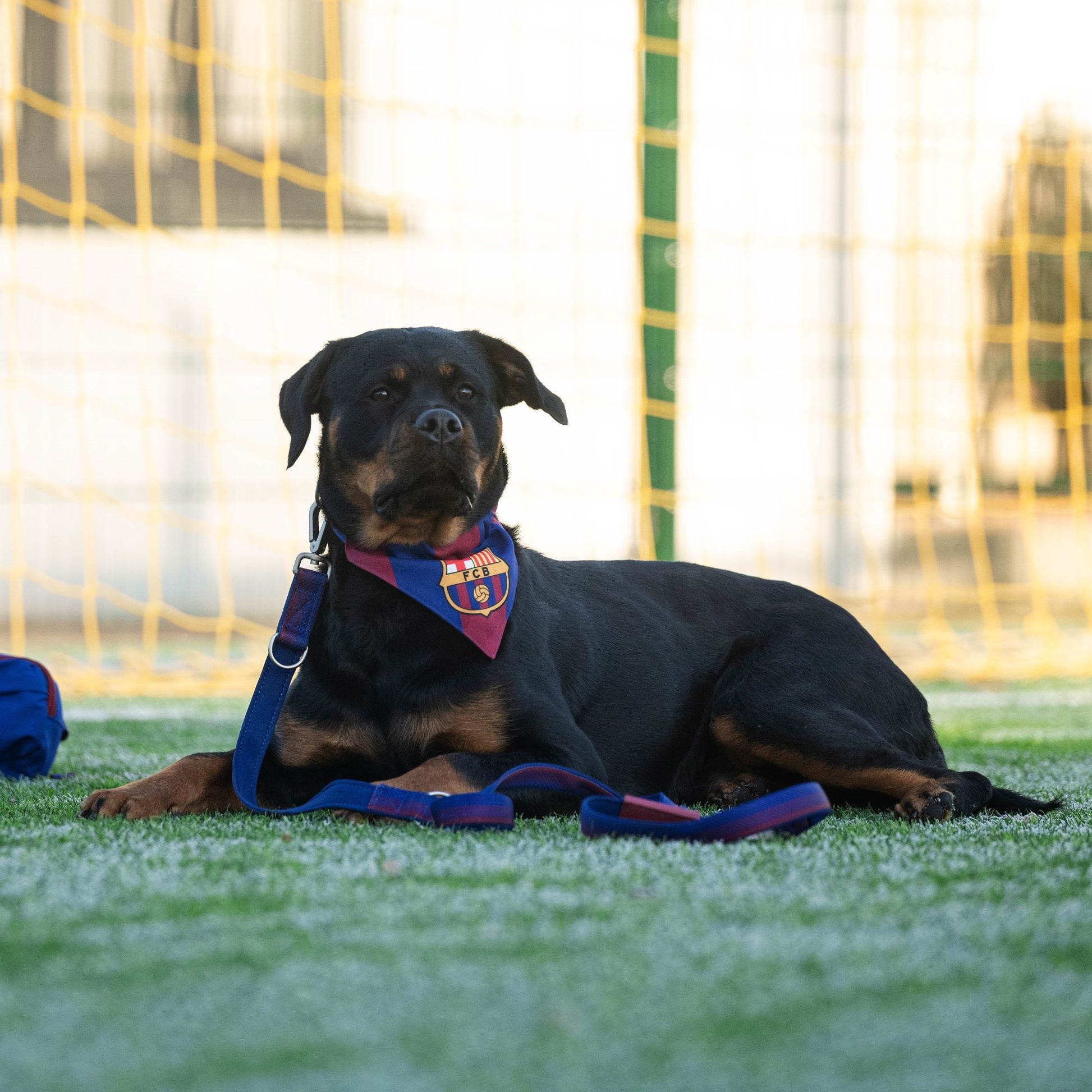 FC Barcelona dog bandana by Max & Molly – stylish and comfortable accessory for your dog.