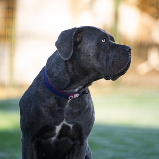 FC Barcelona dog collar by Max & Molly – adjustable, durable, and stylish for everyday wear."

Let me know if you need any adjustments!
