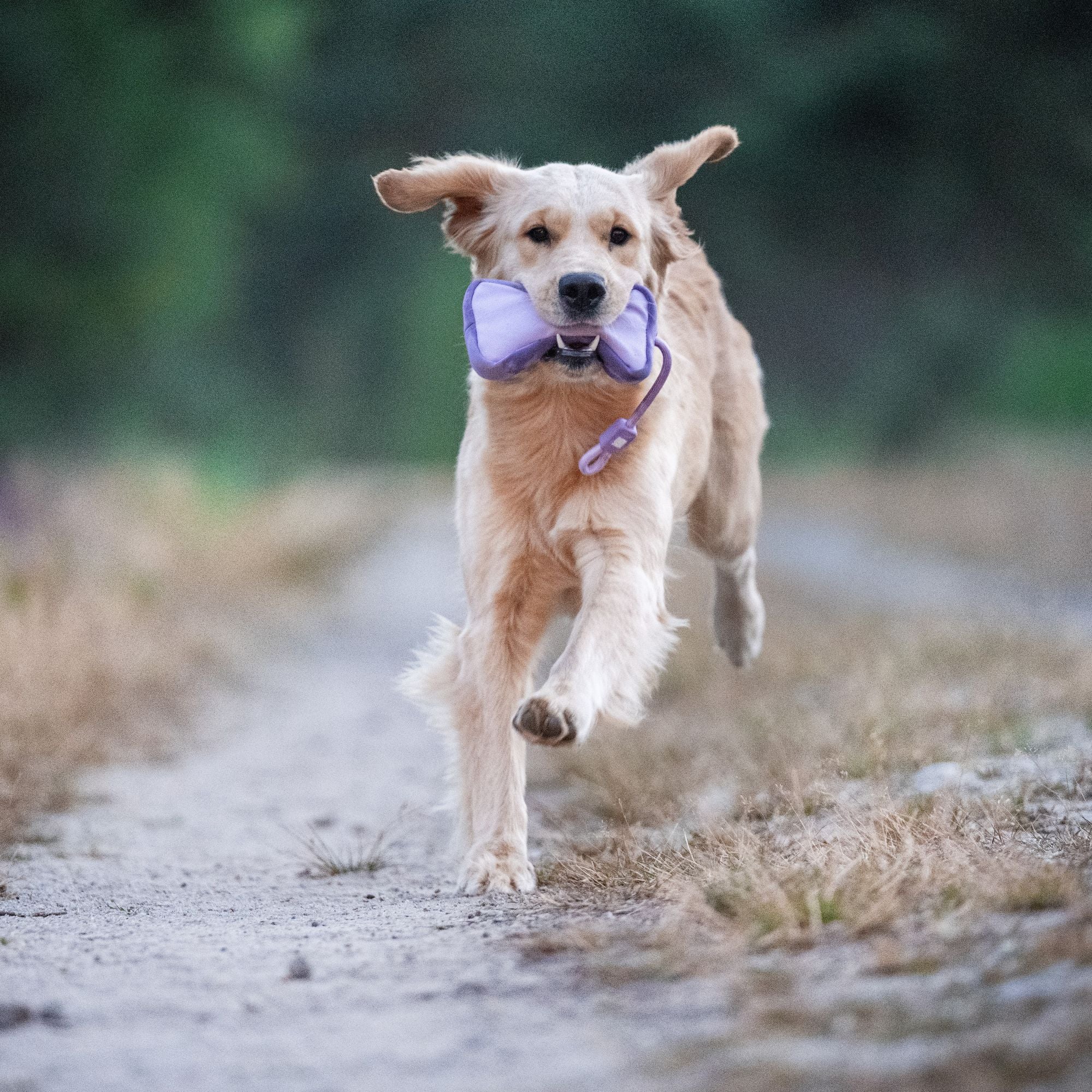 Food Dummy - Matrix 2.0 Ocean