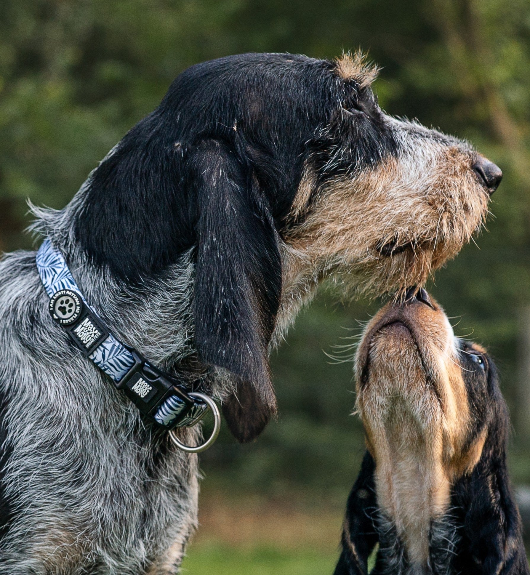 GOTCHA! Smart ID Collar - Garden