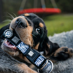 GOTCHA! Smart ID Collar - Garden