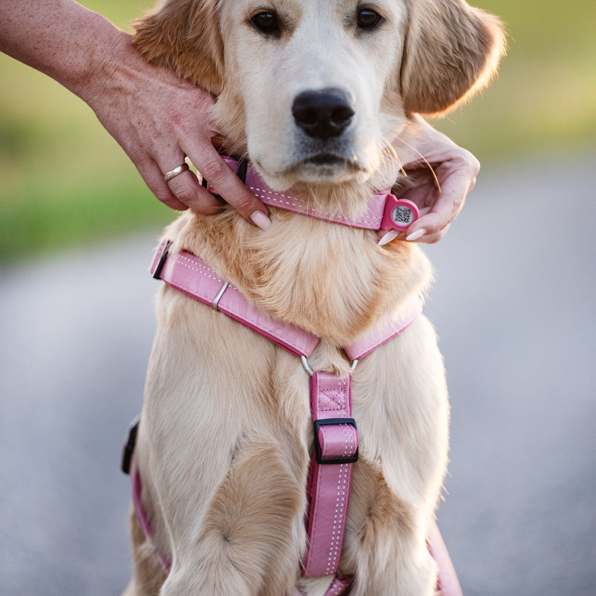 GOTCHA! Smart ID Collar - Matrix 2.0 Rose